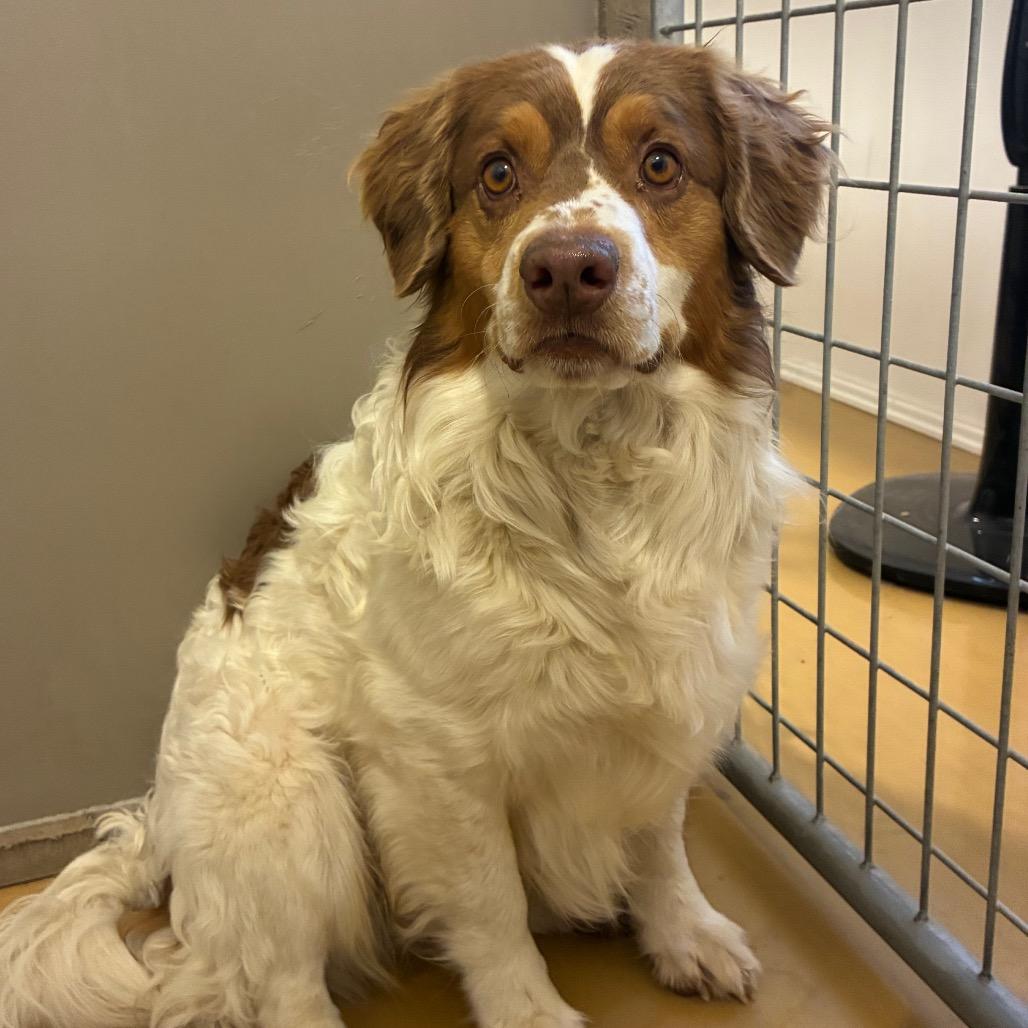 Loki, a Adoptable mixed breed in Bernalillo, NM image 4/4