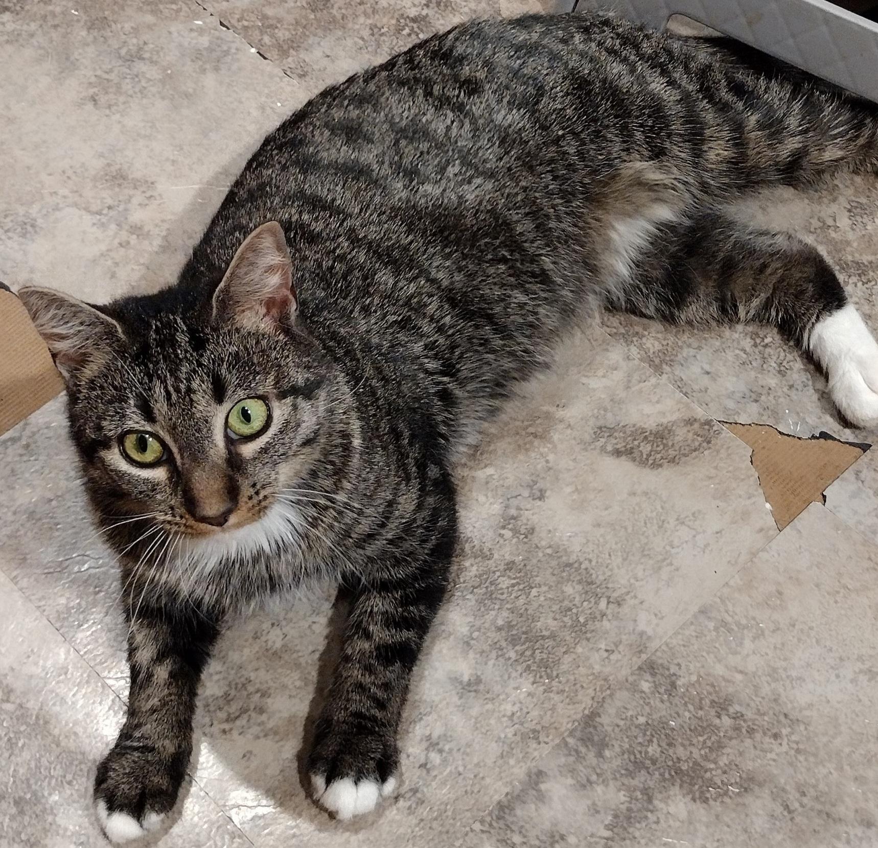 Enlarge Sadie, a Adoptable Tabby in Syracuse, NY image 2/3