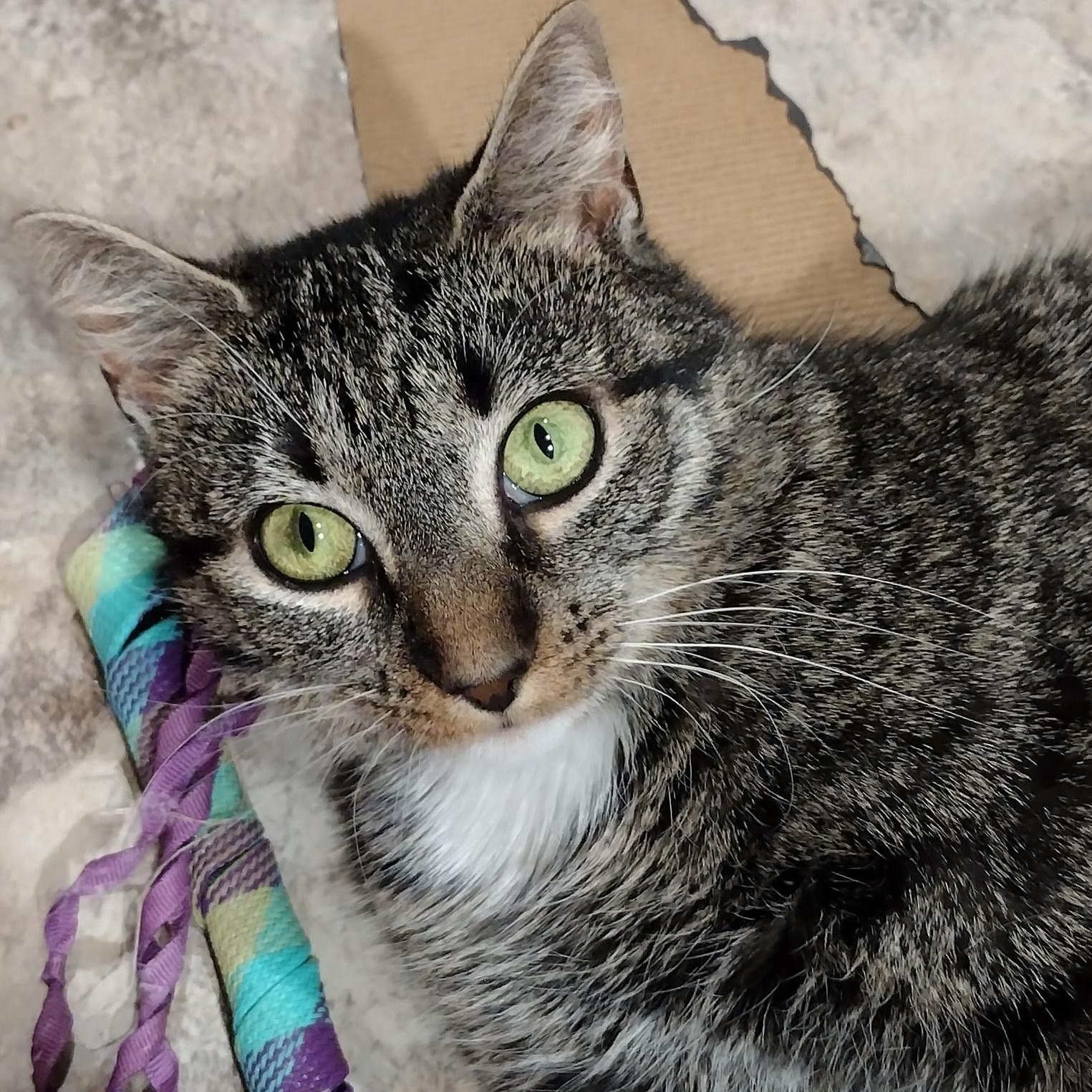 Enlarge Sadie, a Adoptable Tabby in Syracuse, NY image 1/3