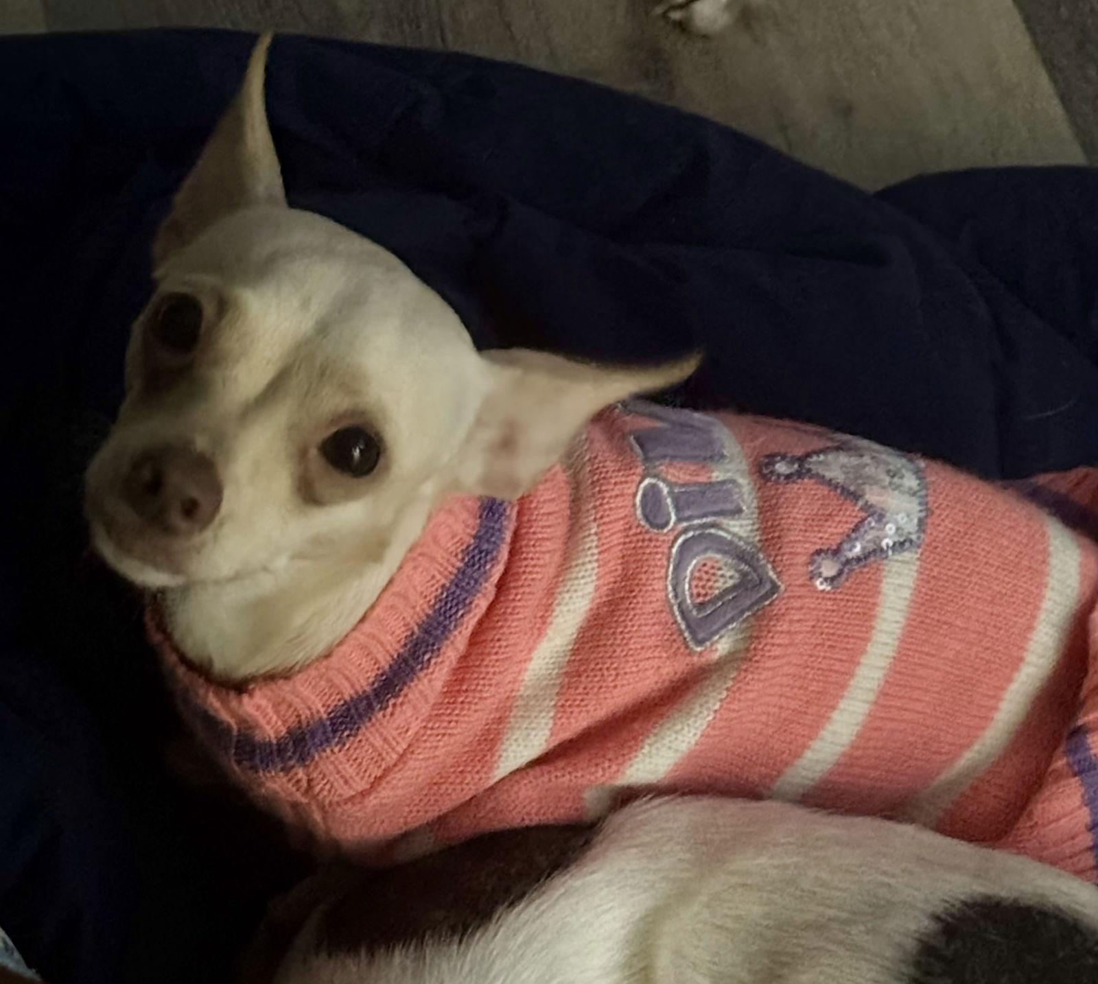 Chia, Adoptable, Adult Female Chihuahua.