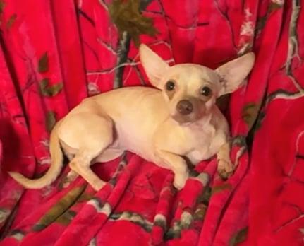 Enlarge Chia, a Adoptable Chihuahua in Sanford, FL image 2/3