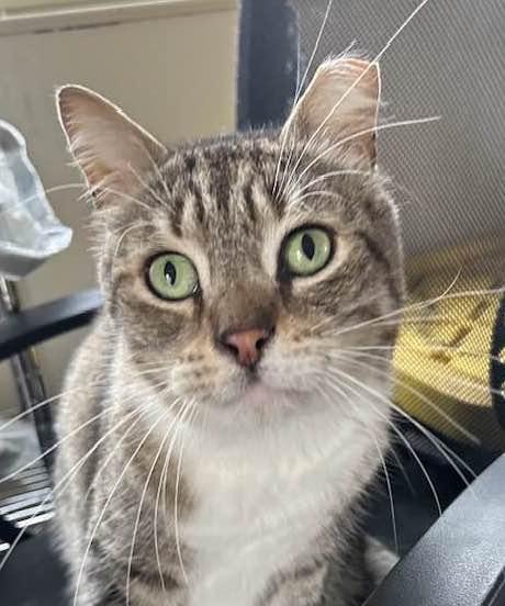 MAXWELL, Adoptable, Adult Male Domestic Short Hair.