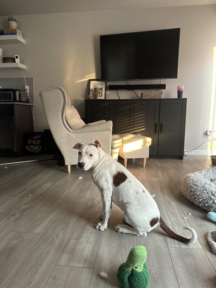 Gus, Adoptable, Puppy Male Pit Bull Terrier.