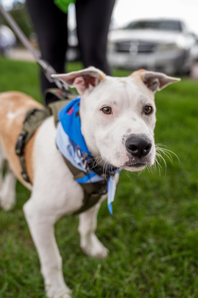 Enlarge Gus, a Adoptable mixed breed in Colorado Springs, CO image 2/6