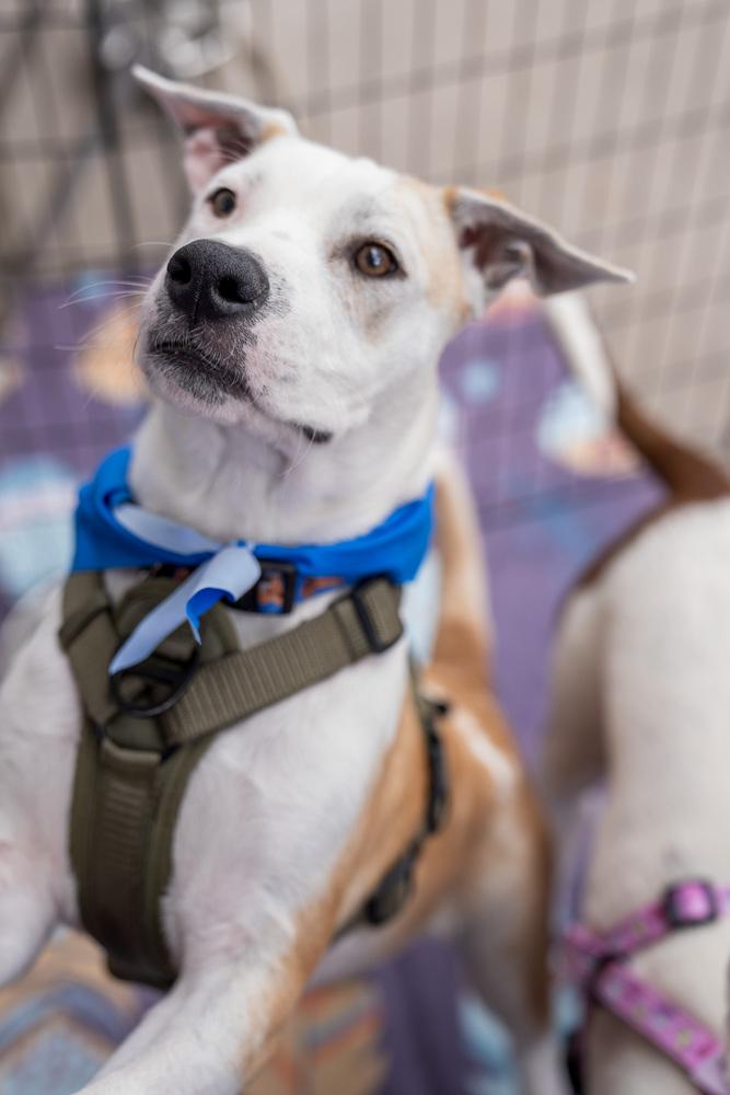 Enlarge Gus, a Adoptable mixed breed in Colorado Springs, CO image 3/6