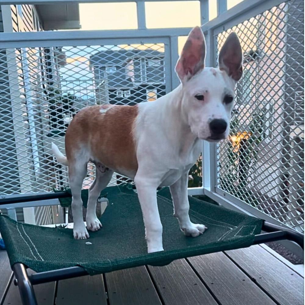 Enlarge Gus, a Adoptable mixed breed in Colorado Springs, CO image 4/6