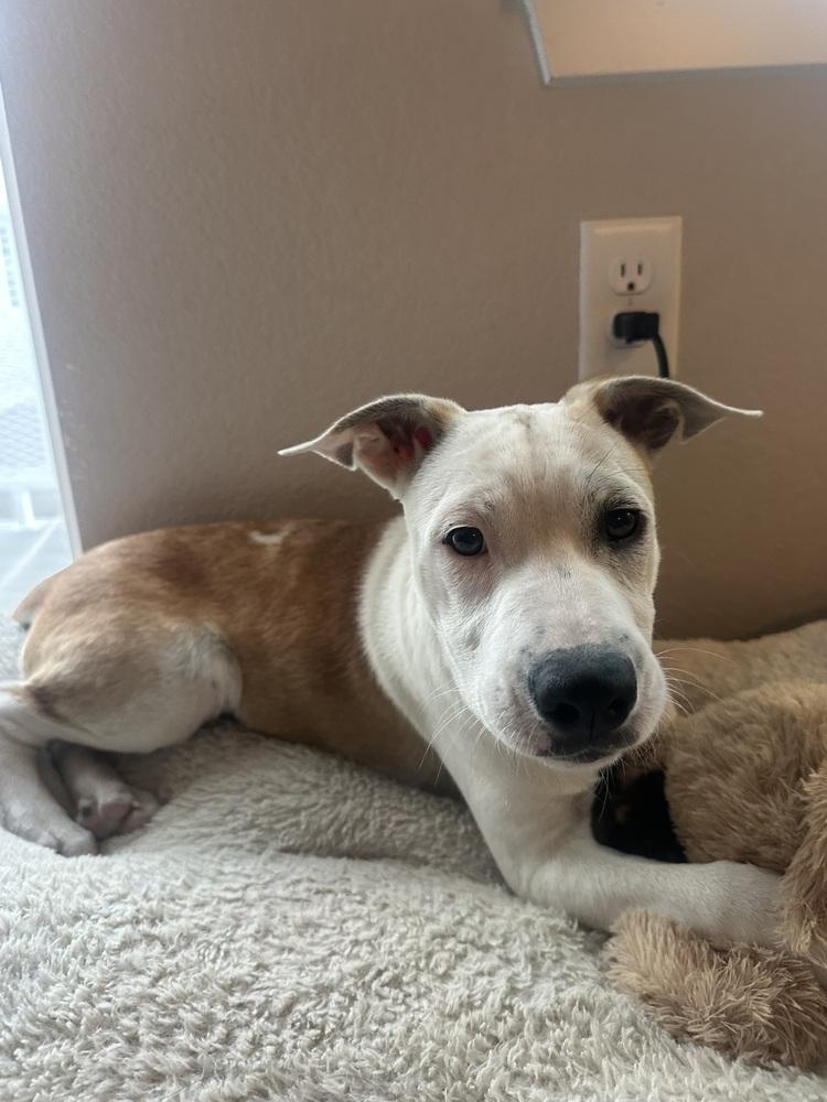 Enlarge Gus, a Adoptable mixed breed in Colorado Springs, CO image 5/6