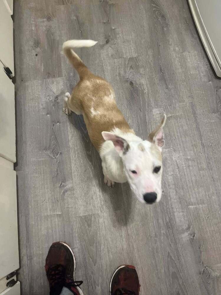 Enlarge Gus, a Adoptable mixed breed in Colorado Springs, CO image 6/6