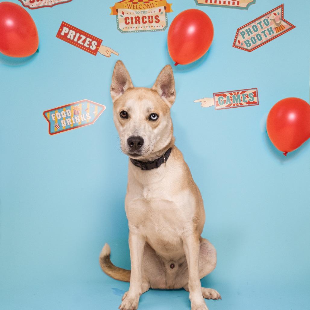 Gravy, Adoptable, Adult Male Siberian Husky & Mixed Breed.