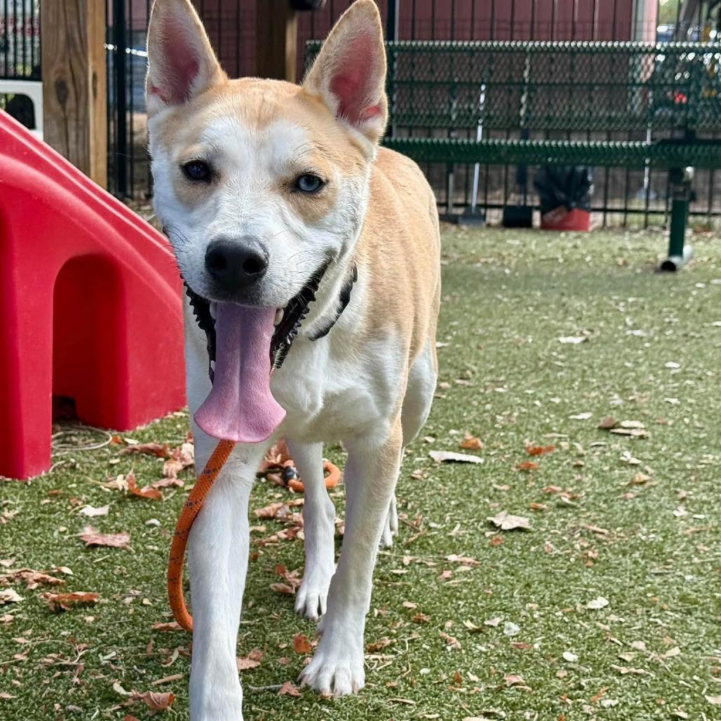 Enlarge Gravy, a Adoptable mixed breed in Saint Louis, MO image 2/5