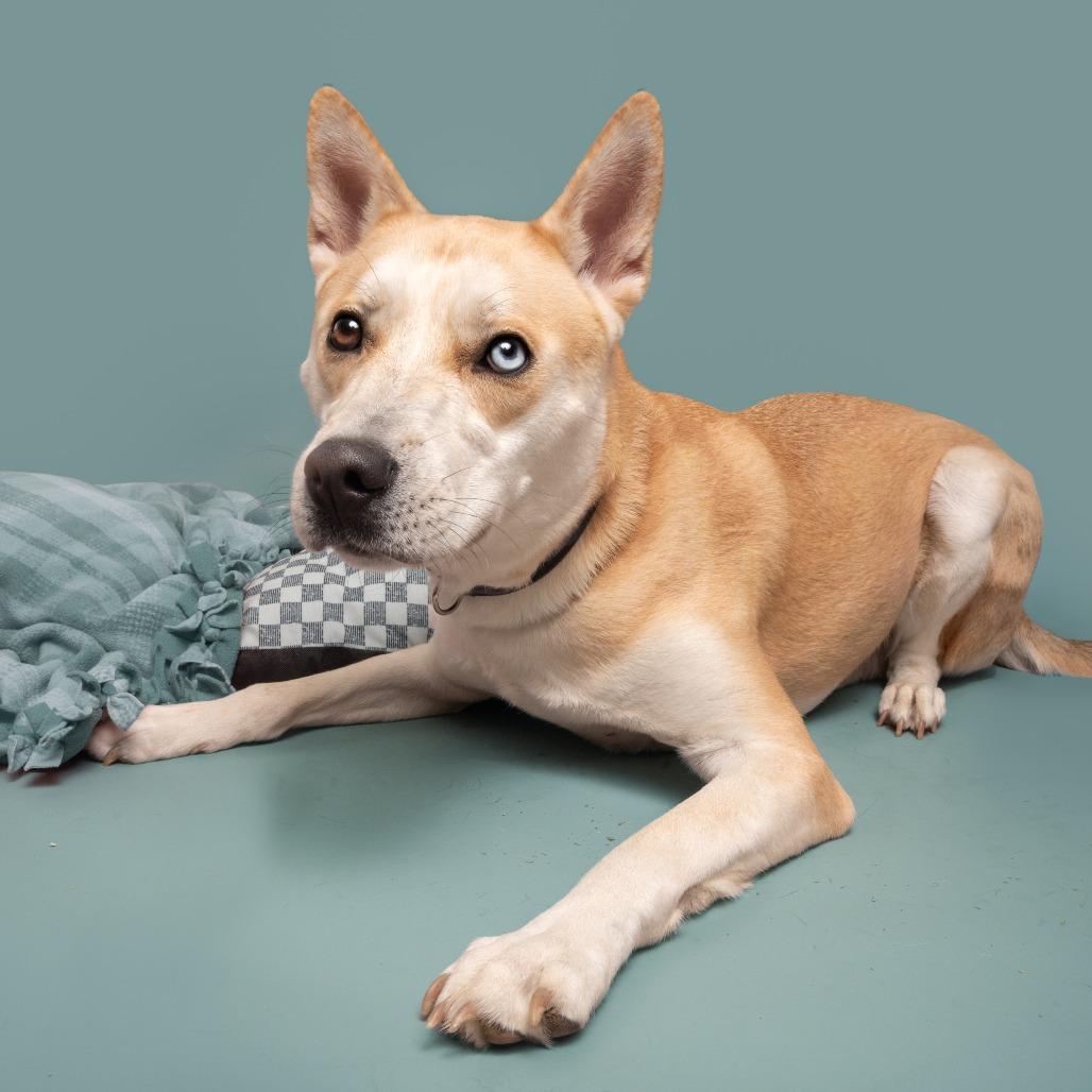 Enlarge Gravy, a Adoptable mixed breed in Saint Louis, MO image 3/5