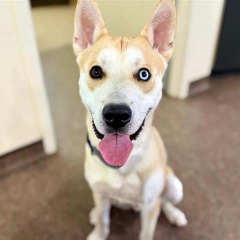 Enlarge Gravy, a Adoptable mixed breed in Saint Louis, MO image 4/5