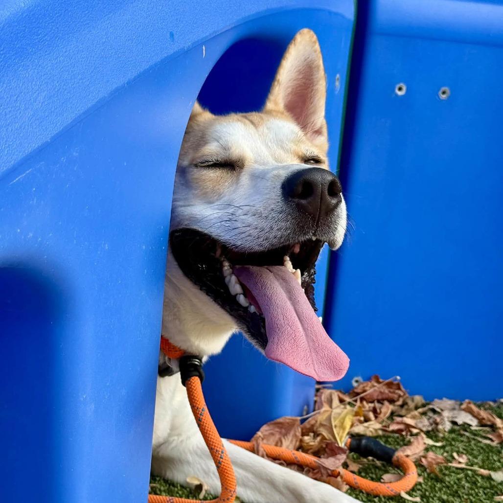 Enlarge Gravy, a Adoptable mixed breed in Saint Louis, MO image 5/5