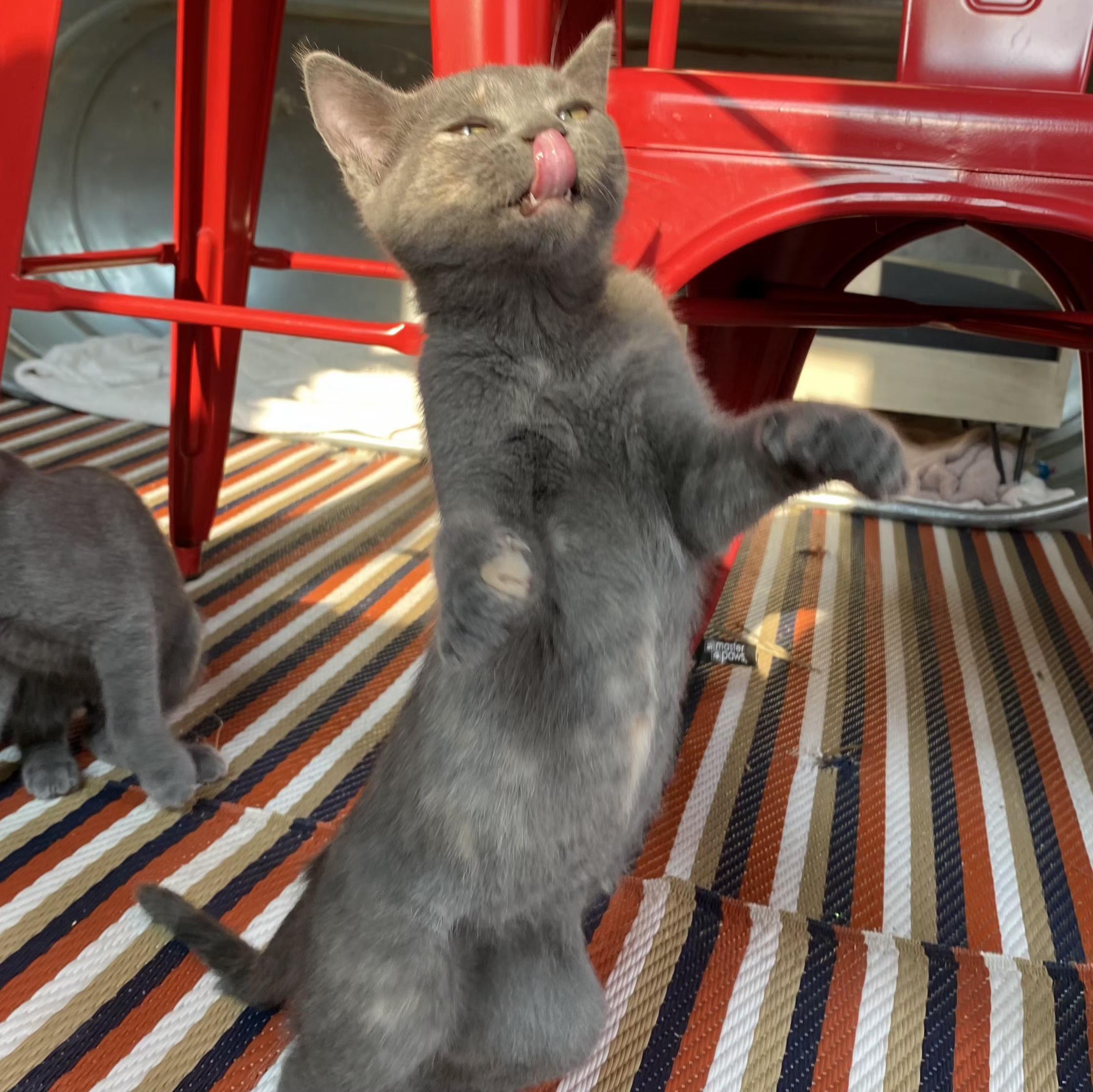Enlarge Marigold, a Adoptable Domestic Short Hair in Grand Rapids, MI image 3/3