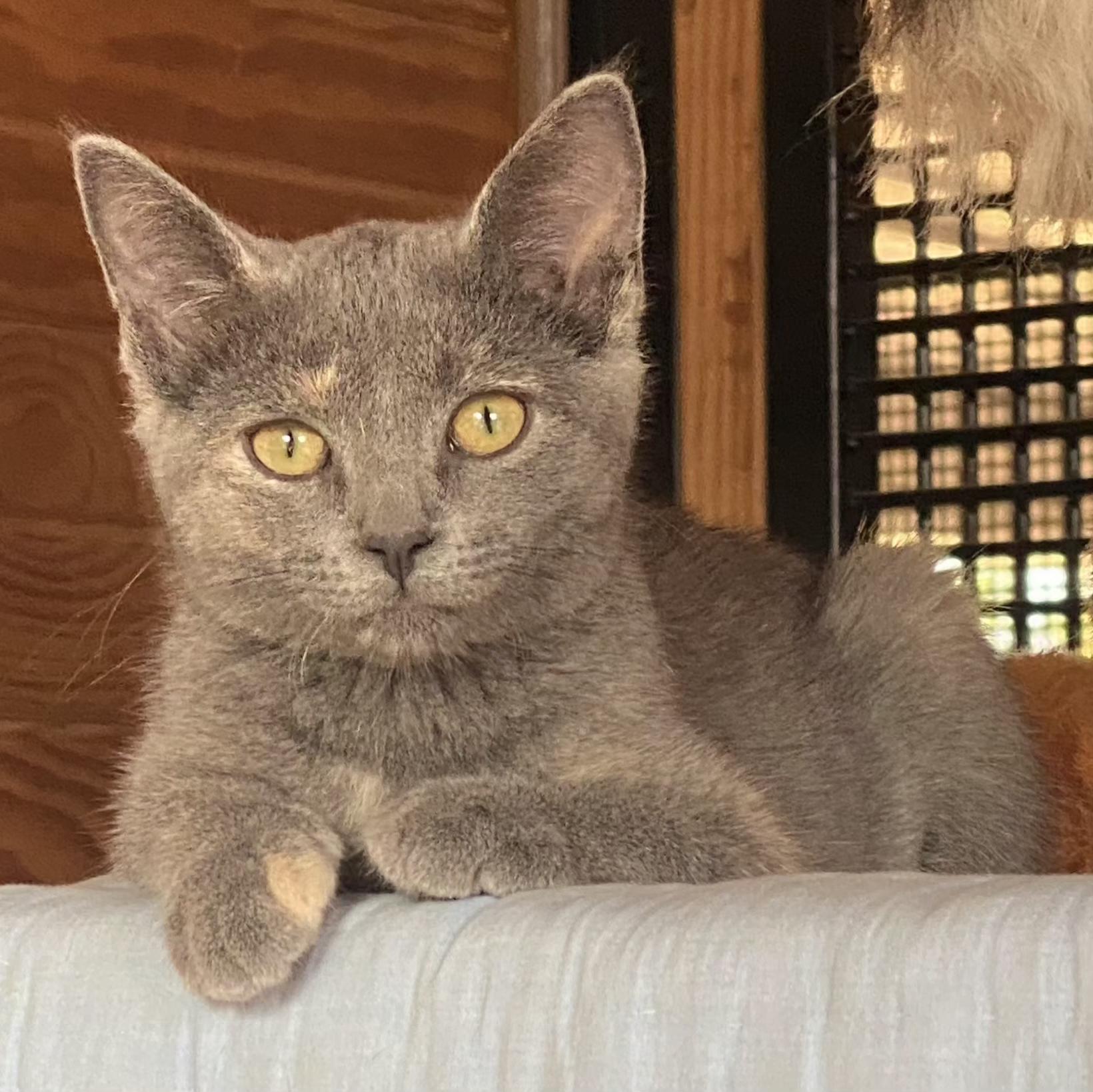Enlarge Marigold, a Adoptable Domestic Short Hair in Grand Rapids, MI image 1/3