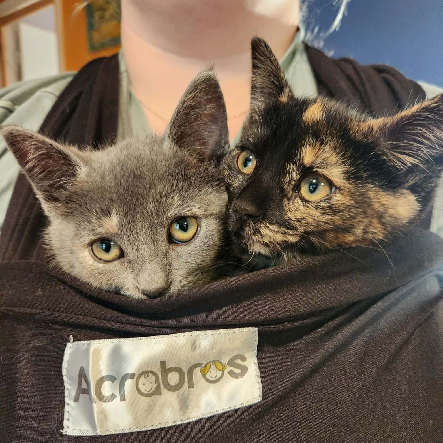 Enlarge Marigold, a Adoptable Domestic Short Hair in Grand Rapids, MI image 2/3