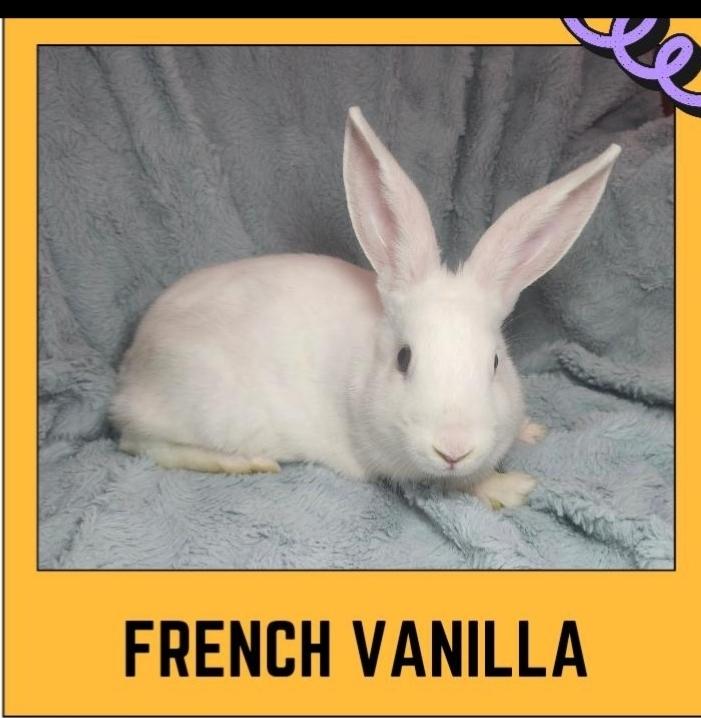 Enlarge French Vanilla, an adoptable American in West Chester, OH image 1/1