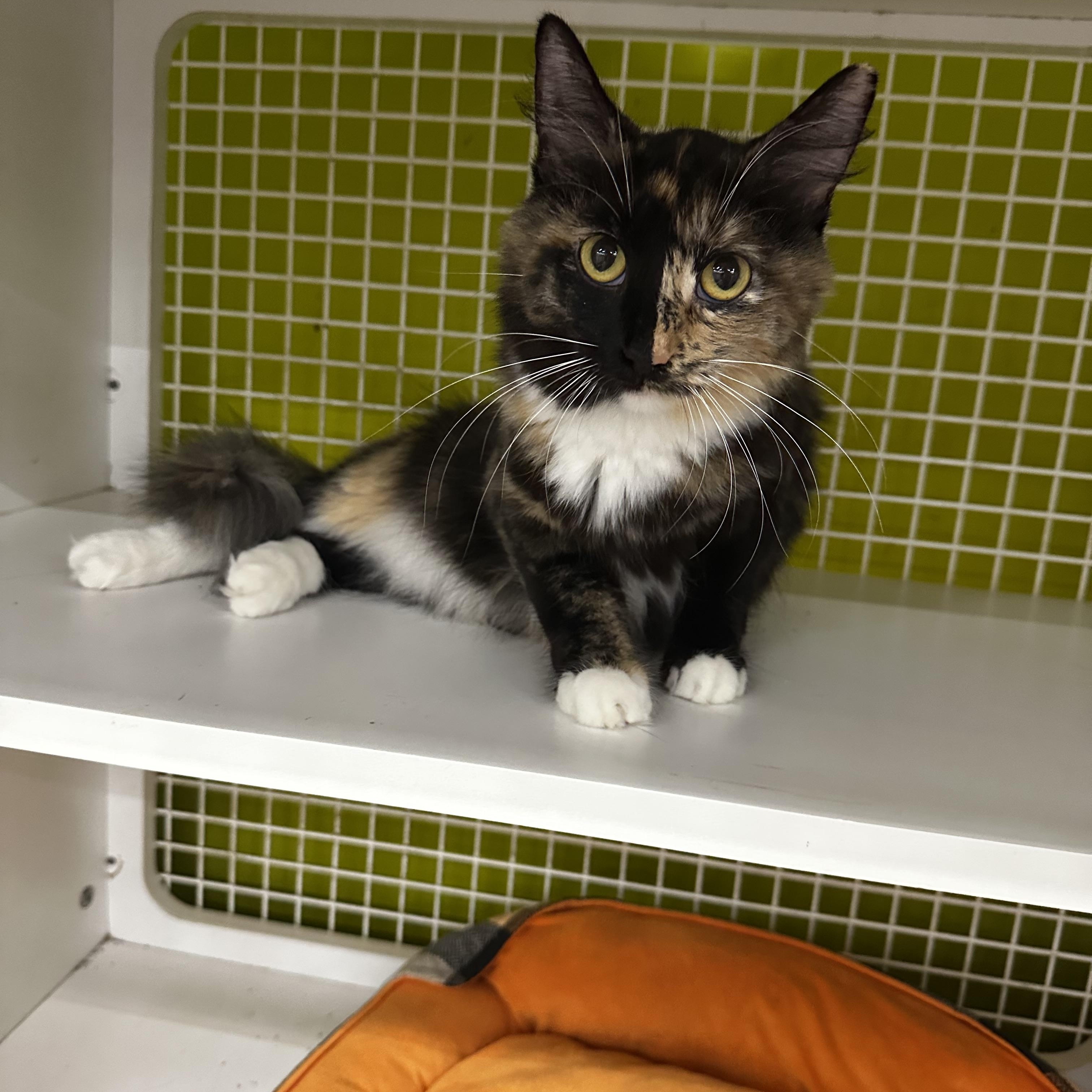 Enlarge Freckles, a Adoptable Domestic Long Hair in Homewood, IL image 3/3
