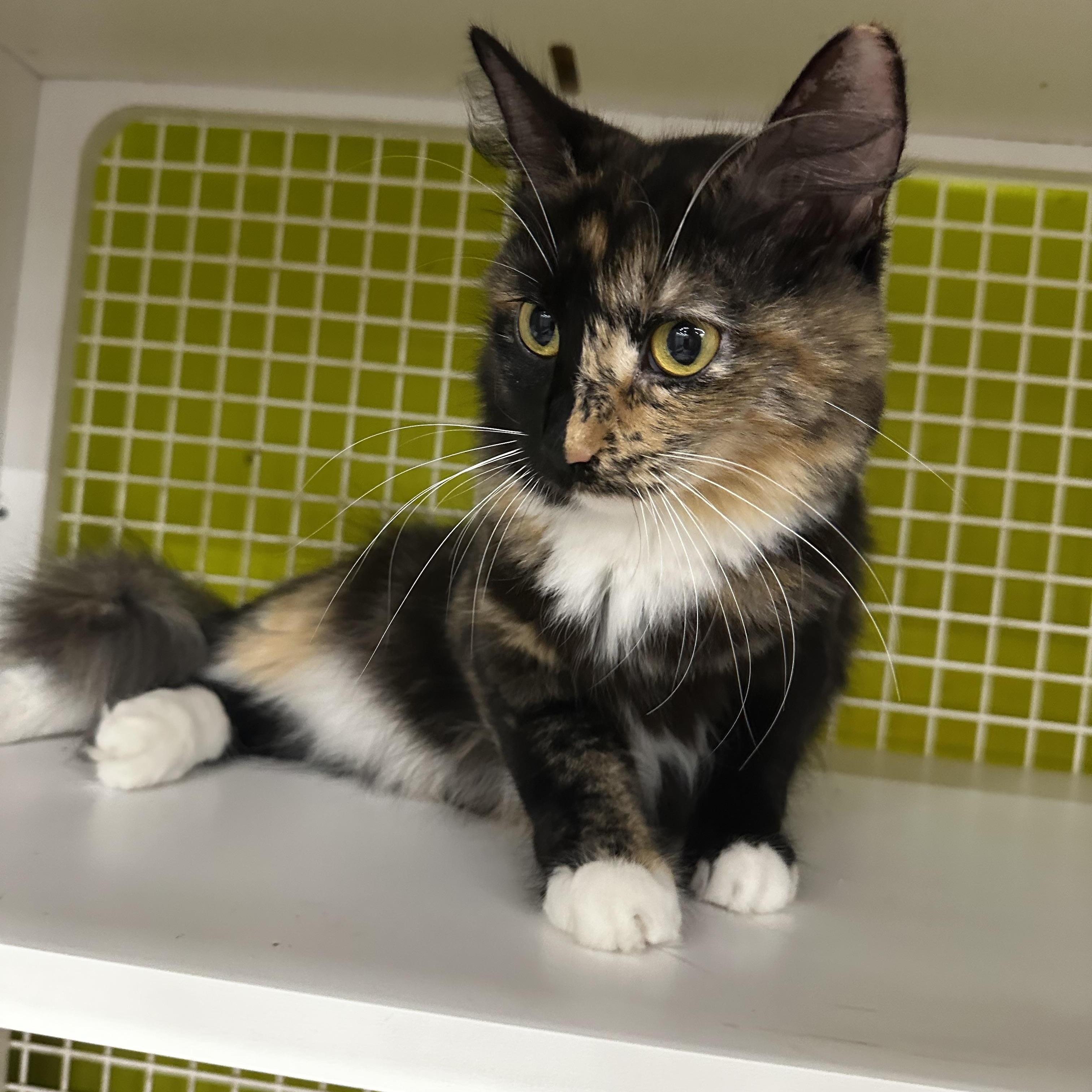 Enlarge Freckles, a Adoptable Domestic Long Hair in Homewood, IL image 2/3
