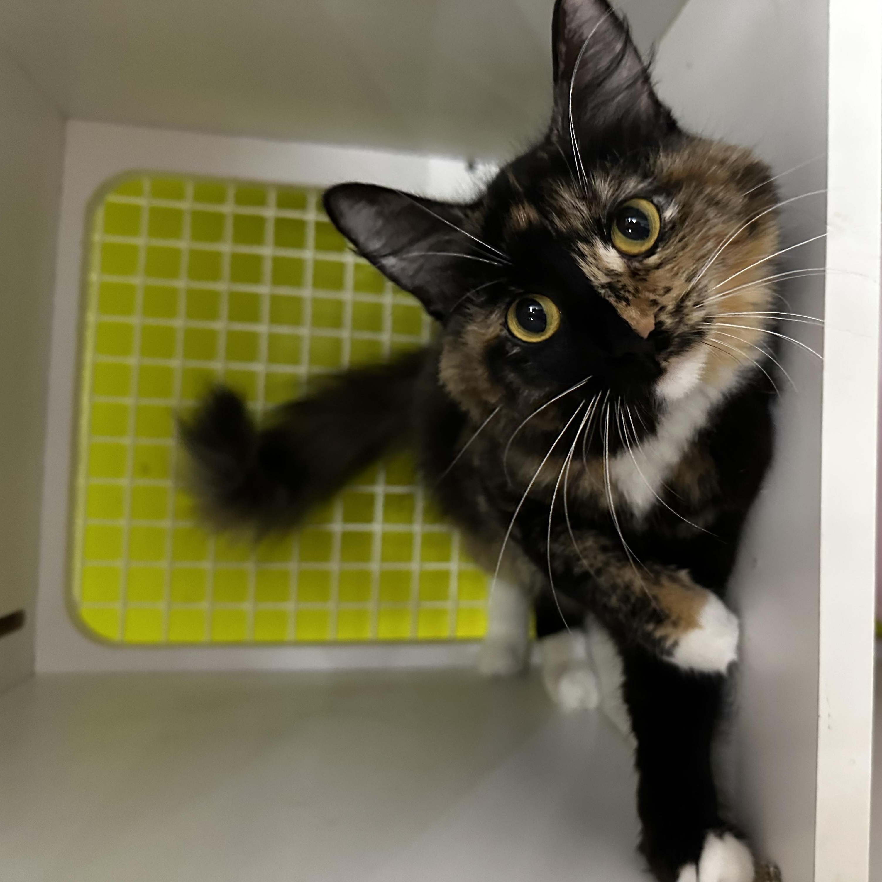 Freckles, Adoptable, Adult Female Domestic Long Hair.