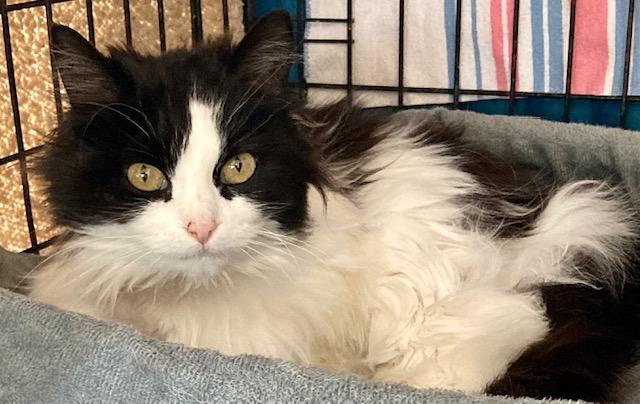 Enlarge Micha, a ADOPTABLE Domestic Medium Hair in Ottawa, ON image 6/6