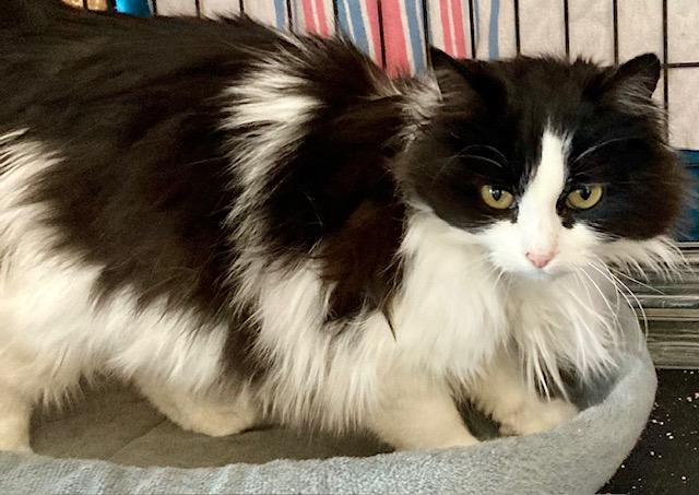 Enlarge Micha, a ADOPTABLE Domestic Medium Hair in Ottawa, ON image 3/6