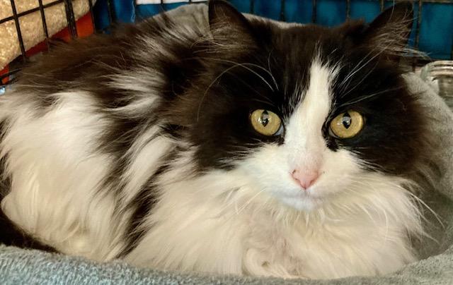 Enlarge Micha, a ADOPTABLE Domestic Medium Hair in Ottawa, ON image 1/6