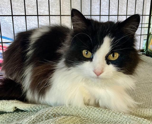 Enlarge Micha, a ADOPTABLE Domestic Medium Hair in Ottawa, ON image 5/6