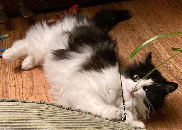 Enlarge Micha, a ADOPTABLE Domestic Medium Hair in Ottawa, ON image 6/6