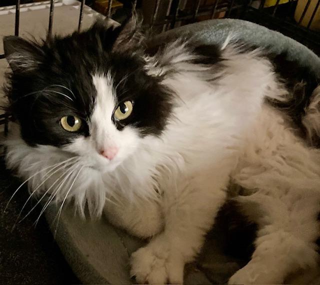 Enlarge Micha, a ADOPTABLE Domestic Medium Hair in Ottawa, ON image 5/6