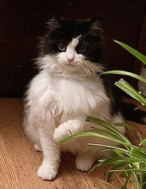 Enlarge Micha, a ADOPTABLE Domestic Medium Hair in Ottawa, ON image 1/6