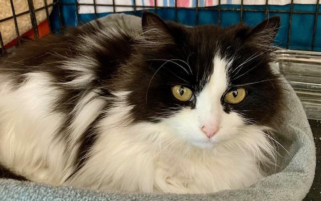 Enlarge Micha, a ADOPTABLE Domestic Medium Hair in Ottawa, ON image 2/6