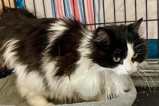 Enlarge Micha, a ADOPTABLE Domestic Medium Hair in Ottawa, ON image 4/6