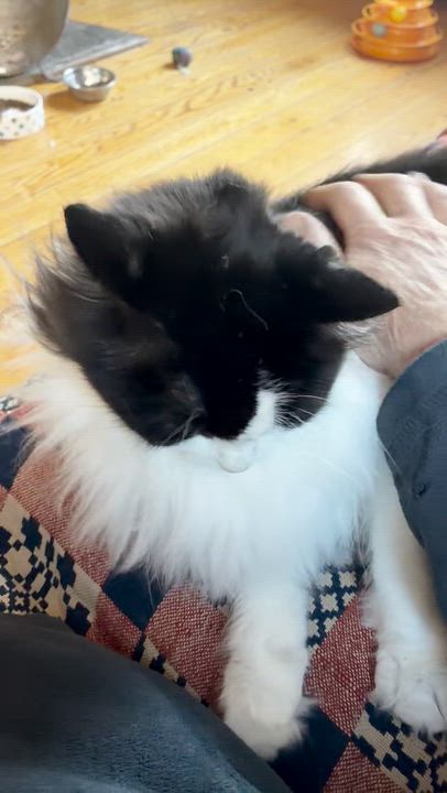 Enlarge Micha, a Adoptable Domestic Medium Hair in Ottawa, ON video 5/6