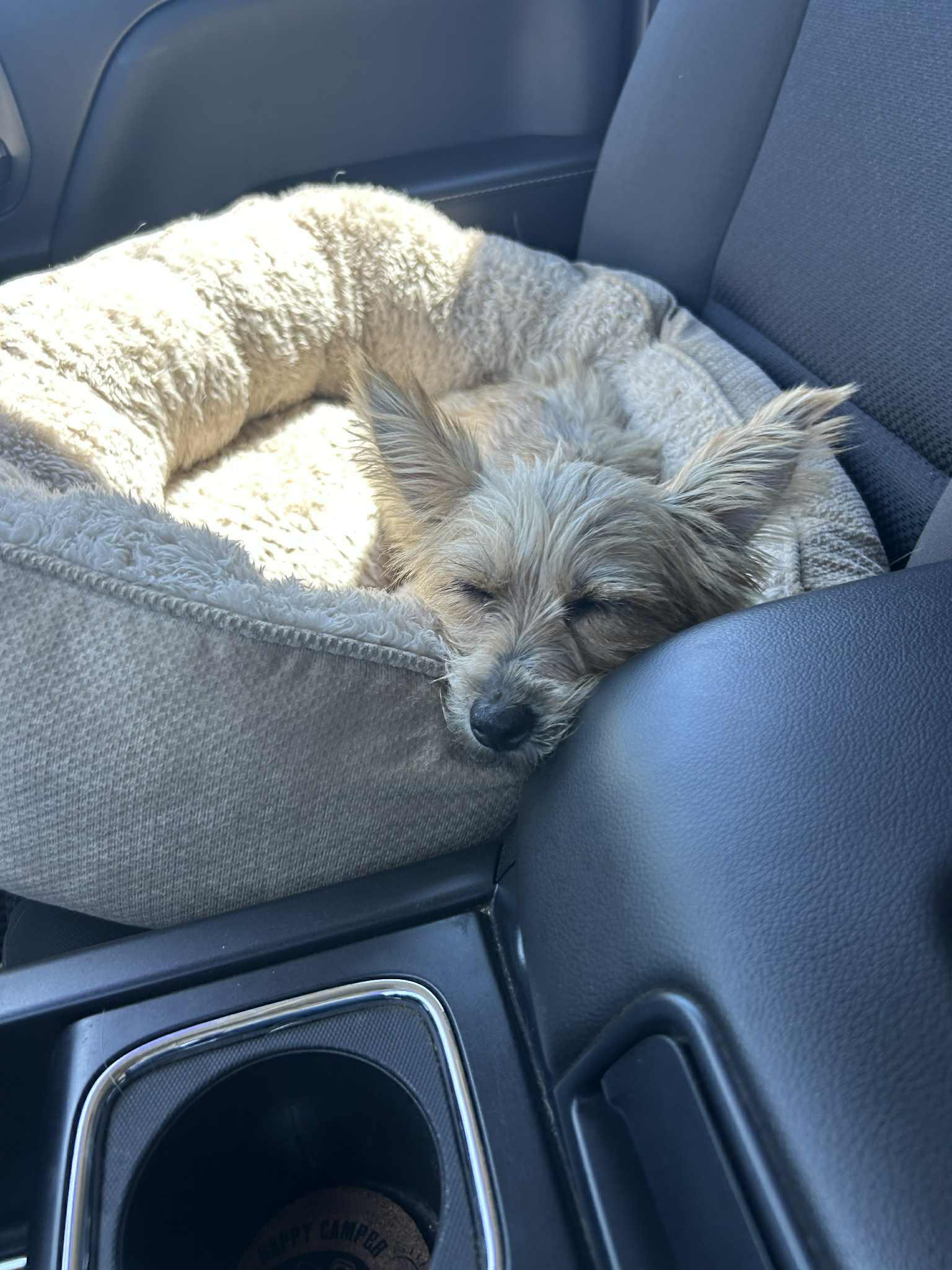 Hattie, a Adopted mixed breed in Mcloud, OK image 4/5