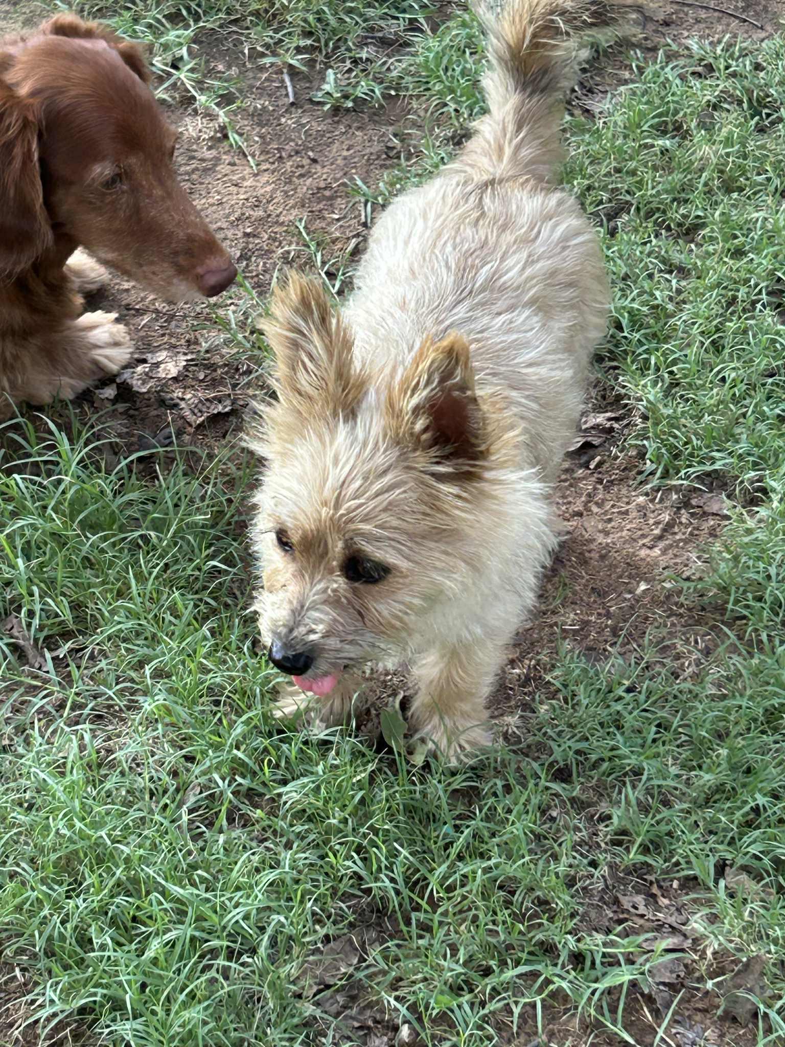 Hattie, a Adopted mixed breed in Mcloud, OK image 2/5