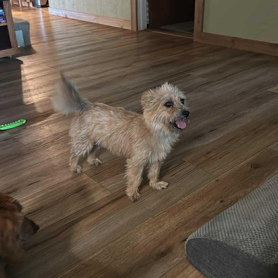 Hattie, a Adopted mixed breed in Mcloud, OK image 3/5