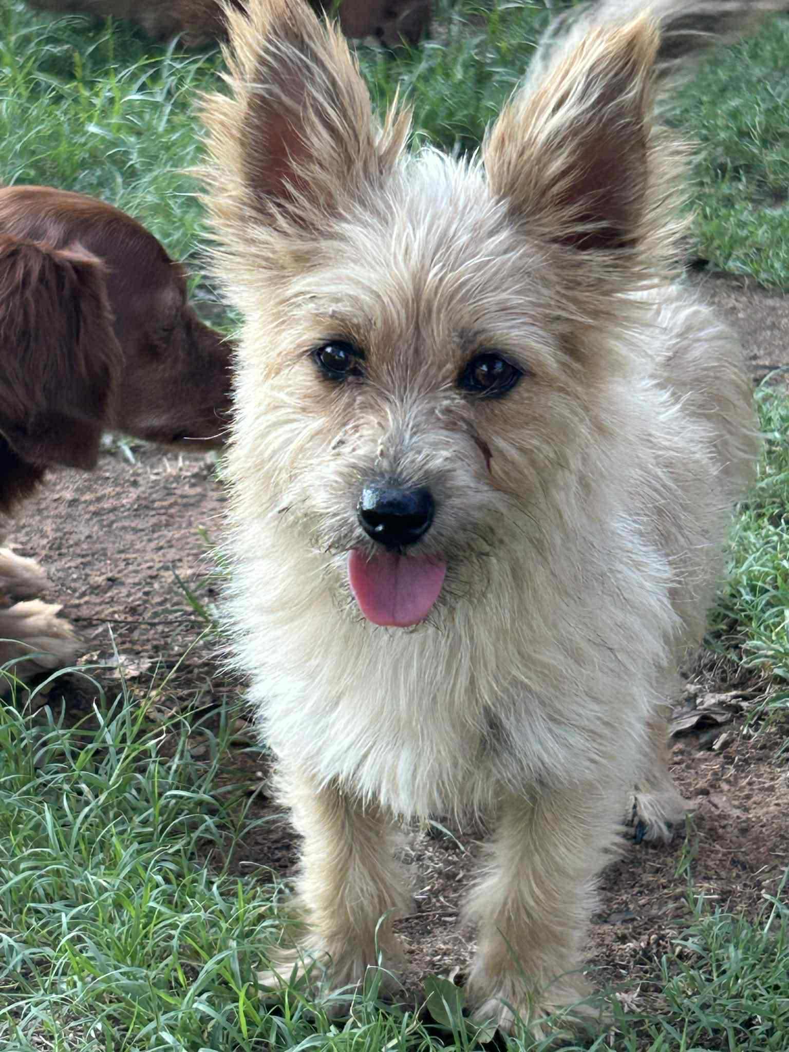 Hattie, a Adopted mixed breed in Mcloud, OK image 1/5