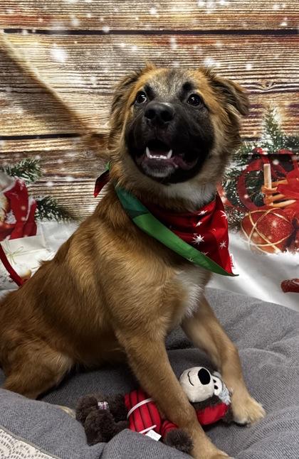 Wybie, Adoptable, Young Male Mixed Breed & Mixed Breed.