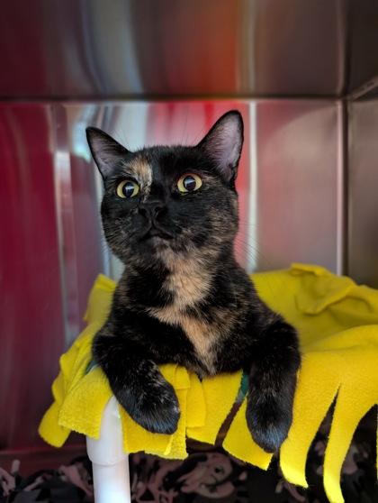 Peanut Butter, Adoptable, Young Female Domestic Short Hair & Domestic Short Hair.