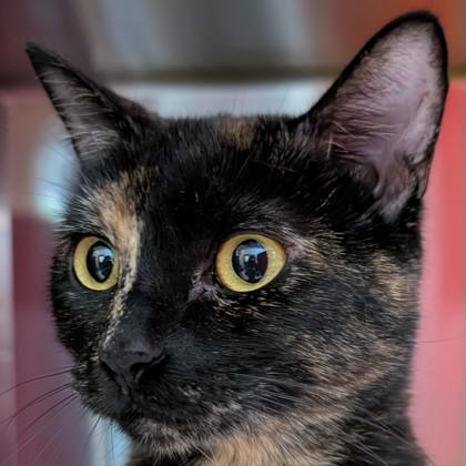 Enlarge Peanut Butter, a Adoptable mixed breed in Pleasanton, CA image 3/3