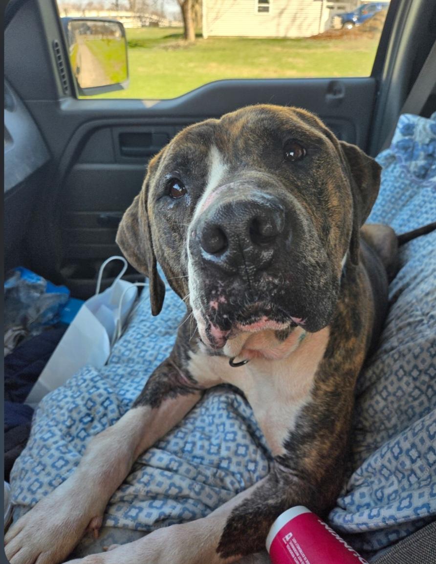 Mr Woofer, ADOPTABLE, Adult Male Mastiff.