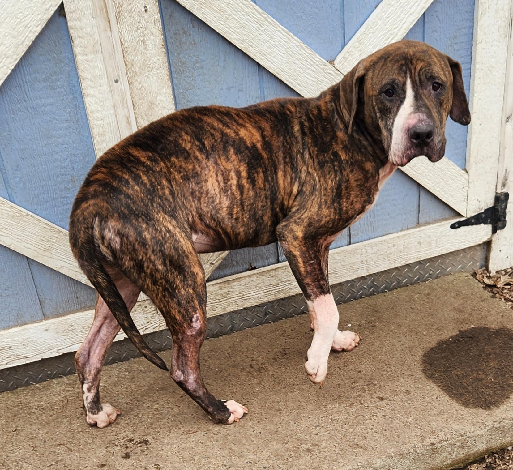 Enlarge Mr Woofer, a ADOPTABLE mixed breed in Liberty Center, OH image 2/6