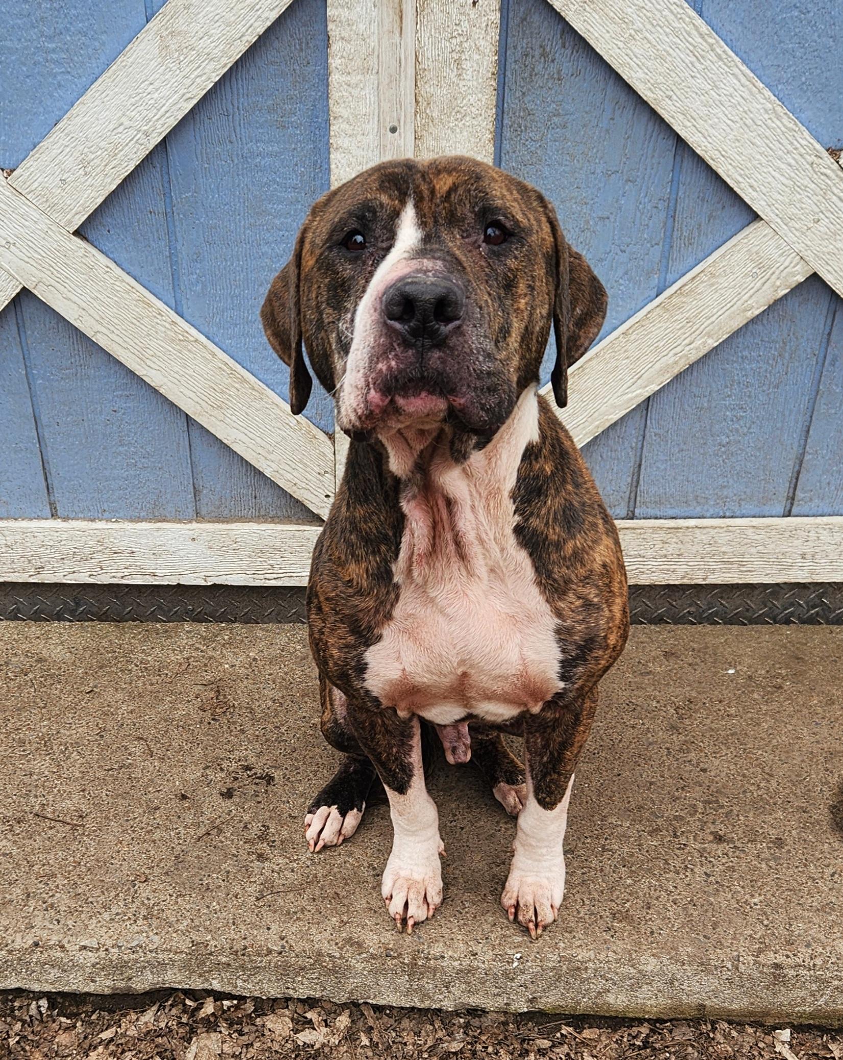 Mr Woofer, ADOPTABLE, Adult Male Mastiff.