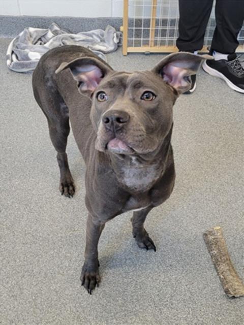 LAGUNA, Adoptable, Young Female Pit Bull Terrier.