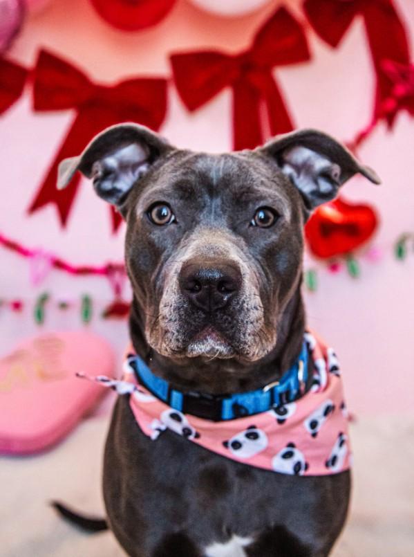 Enlarge LAGUNA, a Adoptable Pit Bull Terrier in Toledo, OH image 1/1