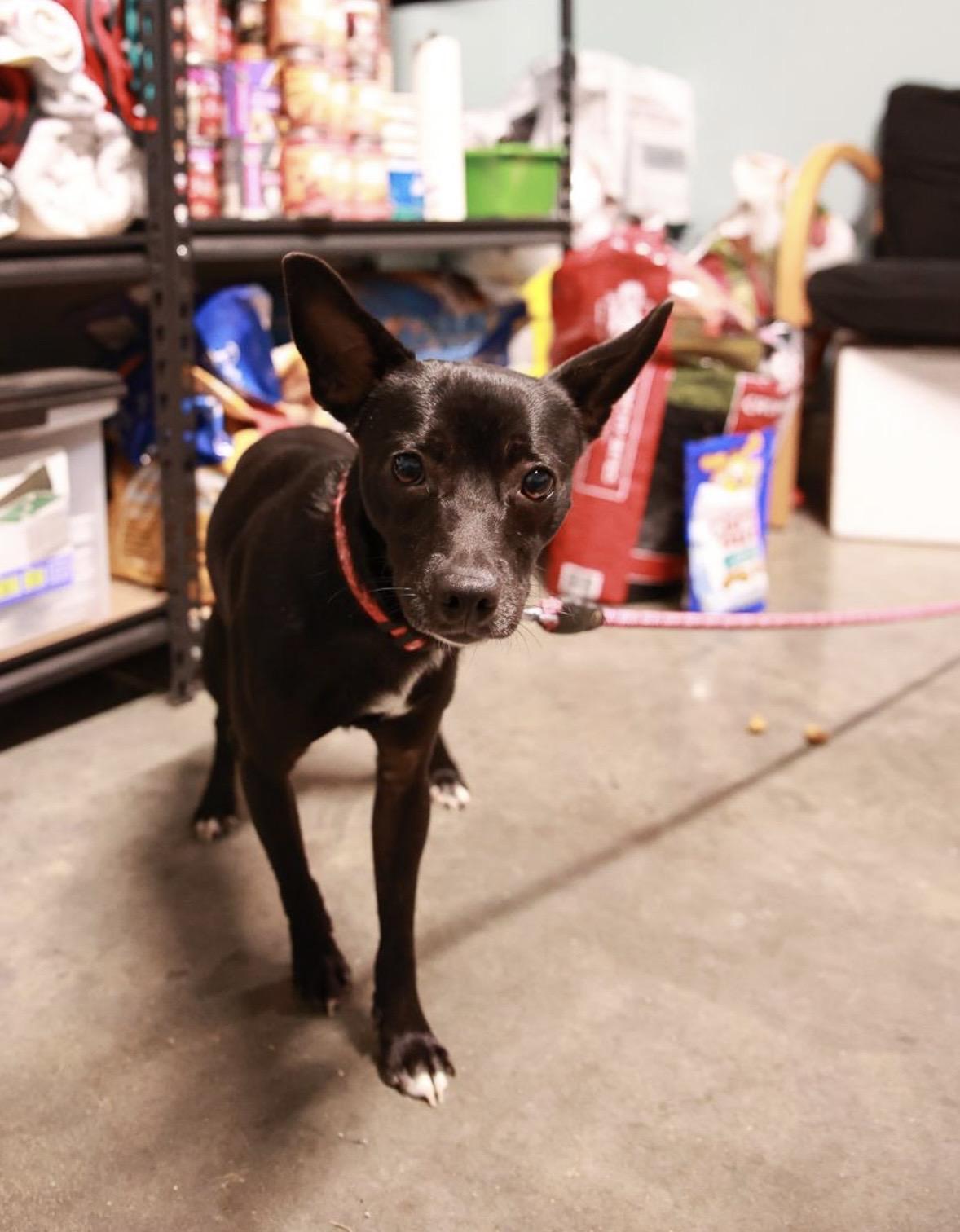 Enlarge Dale, a Adoptable mixed breed in Loogootee, IN image 1/2