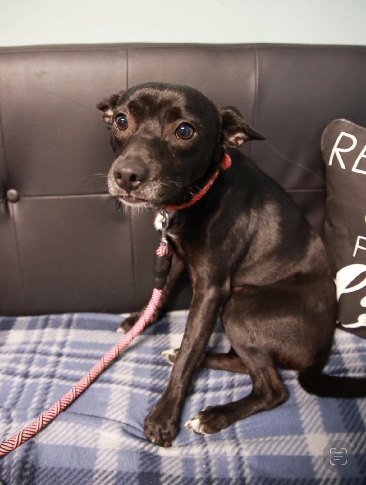 Enlarge Dale, a Adoptable mixed breed in Loogootee, IN image 2/2