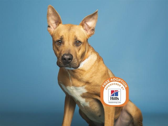 Enlarge JUNIOR, a Adoptable Pit Bull Terrier in Phoenix, AZ image 1/1