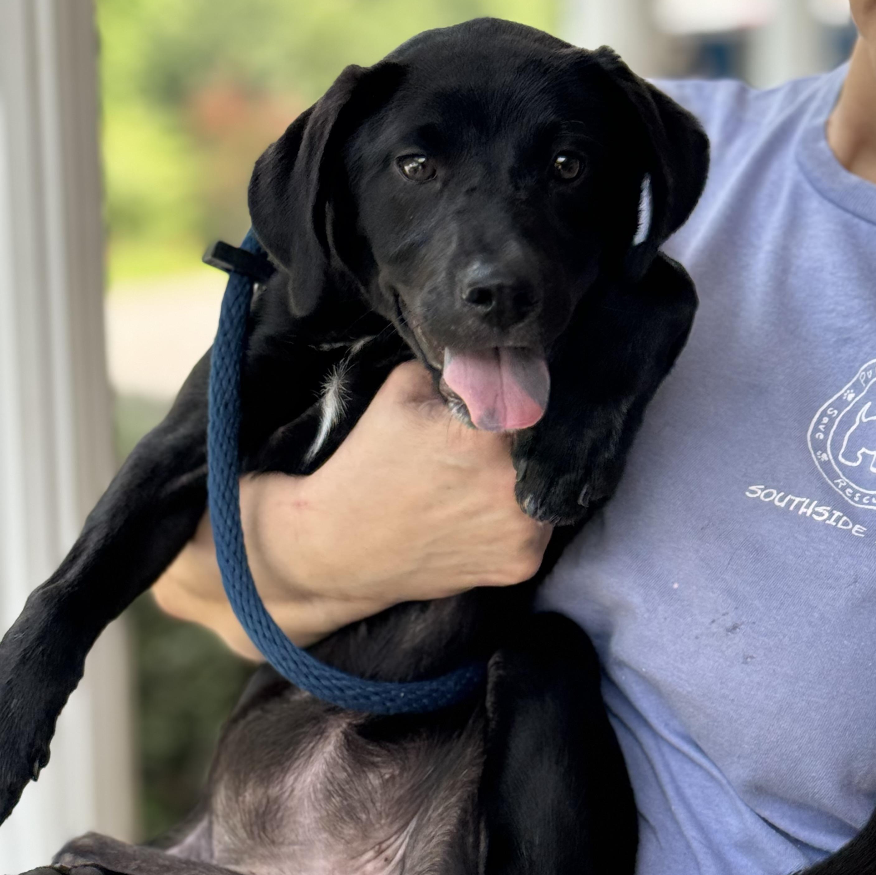 Joy Rider, a ADOPTABLE mixed breed in Richmond, VA image 5/6